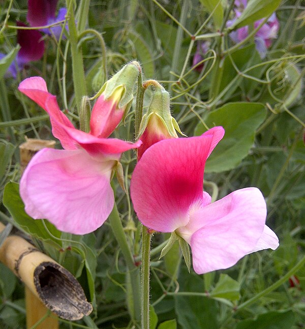 Lathyrus